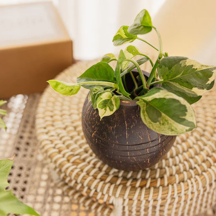Triple line Coconut Planter Pot